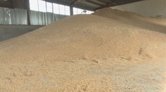 Slovensku hrozí žaloba od Európskej komisie. Nepáči sa jej, že sa sem nedováža pšenica z Ukrajiny