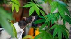 Indická polícia obvinila potkany, že zjedli 200 kilogramov zhabanej marihuany