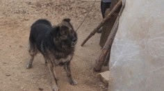 Dá sa psovi zakázať štekať? Chorváti dokázali, že sa to dá