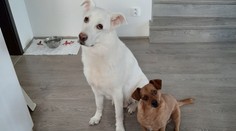 Koronavírus a domáci miláčikovia. Tu je šesť odpovedí, ktoré by mal poznať každý majiteľ