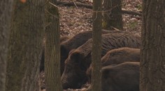 Slintačka ohrozuje aj divú zver. Ak by sa šírenie nákazy v lese vymklo spod kontroly, hrozila by katastrofa
