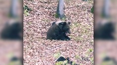 Ľudí pri obci Hriňová vystrašil medveď, potuloval sa neďaleko cesty