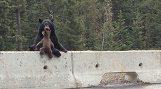 Dojímavá starostlivosť matky medvedice. Zachraňuje mláďa na ceste