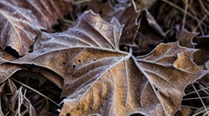 SHMÚ vystríha pred prízemnými mrazmi: Tieto oblasti čakajú mínusové teploty