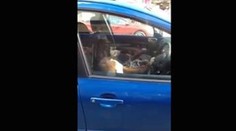 Boxer sa nevedel dočkať majiteľa. 15 minút naňho trúbil