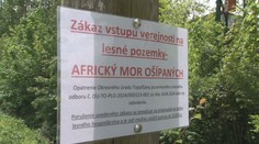 Africký mor ošípaných postupuje. Obce rušia akcie a na lesných cestách hliadkujú policajti