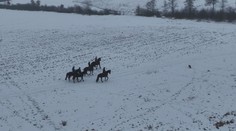 Na koni v zime: Vyskúšali sme si zasneženú vychádzku pod Poľanou