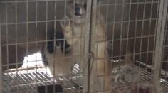 Prípad veterinára z Partizánskeho, ktorý chová psy v katastrofálnych podmienkach, už rieši polícia