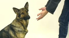 Takto reagujú psi na kúzla. Zabavíte sa