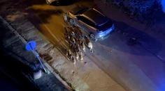 VIDEO: Stádo diviakov si vykračovalo po bratislavskom Bôriku. Polícia radí, čo určite nerobiť