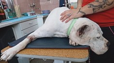 Dalmu našli v zúboženom stave. Na uchu mala niečo, čo vyzeralo ako karfiol