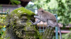 Sovieti chceli krížiť ľudí s opicami. V laboratóriách zomierajú tieto zvieratá dodnes