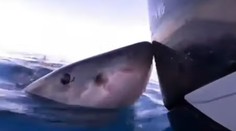 VIDEO: Žena šla s kamarátmi na ryby. Zrazu bol pri nich žralok a zahryzol sa im do motora