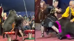 VIDEO: Rodičia s deťmi zažili v cirkuse chvíle hrôzy. Medveď dvakrát napadol krotiteľku