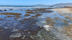 Pláže plné rias, štípance vo vode a zápach z mora. Dovolenku môžu zmeniť na nočnú moru aj prírodné javy