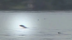 Unikátne video:  Ryba ulovila lastovičku počas letu