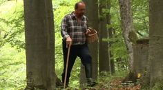 Hubári chystajte si košíky: Cez víkend môže vypuknúť šialenstvo