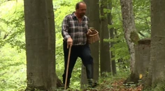 Hubári chystajte si košíky: Cez víkend môže vypuknúť šialenstvo
