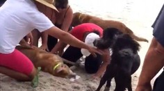 Dojemná záchranná akcia. Oživili utopeného labradora