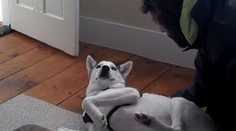 Opitý Slovák zneužíval vo Viedni šteňa na žobranie