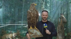 Je na pokraji vyhynutia. Majster vzdušných útokov sa nečakane objavil v nezvyčajnom kúte Slovenska