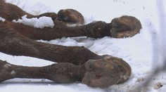 Vlak pri Lučenci zachytil bočnou stranou splašeného koňa