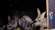 Nebezpečná myxomatóza: Ohrozené môžu byť aj domáce chovy, mäso z chorého králika by ste nemali jesť