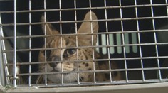 Divoké zviera, ktoré sa túlalo ulicami Svidníka, už odchytili. Nešlo o žiadnu obyčajnú mačku, ale nebezpečnú exotickú šelmu