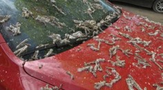 Stromy ničia auto z vnútra