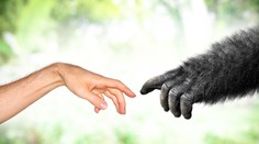 Čínski vedci nahnevali západných kolegov: Opiciam vložili ľudský gén inteligencie