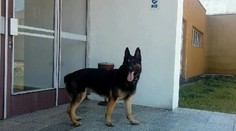 Pes Assco vyňuchal chlapca, ktorý sa stratil v Chorvátskom Grobe