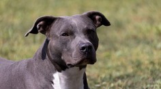 Nevinné stretnutie sa skončilo smrťou: Muža v pivnici napadol pes