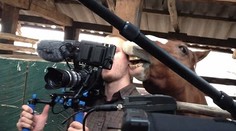 Zaskočený kameraman. Kôň chcel ochutnať jeho ucho