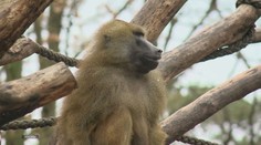 Zoologická záhrada utratila 12 zdravých paviánov. Aktivisti vtrhli dnu, no už bolo neskoro