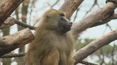 Zoologická záhrada utratila 12 zdravých paviánov. Aktivisti vtrhli dnu, no už bolo neskoro