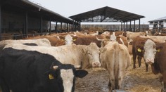 Vláda predĺžila odvodovú úľavu pre potravinárov. Ministerstvá si chcú posvietiť na výšku marží