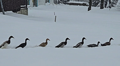 Zima sa vrátila naplno: Lyžiari v strediskách jasajú, záchranári varujú pred lavínami