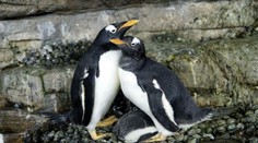 VIDEO: Lesbický pár tučniakov spolu vysedel vajce, teraz vychovávajú potomka