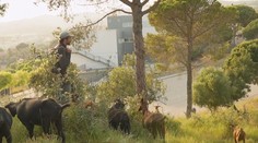 Netradičné bojovníčky proti požiarom. V španielskom mestečku riziko ich vzniku znižujú kozy