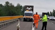 J. Ráž: Diaľničná patrola má po novom právo prednostnej jazdy