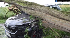 Hrozivá scéna na juhu Slovenska: Na idúce auto padol mohutný strom