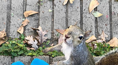 Zachránili život veveričke, zviera odvtedy rodinu pravidelne navštevuje