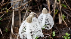 Zázračná huba? Ženy z nej dostávajú orgazmus