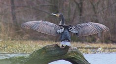 Rybári presvedčili ministra: Na Slovensku sa opäť môžu strieľať a plašiť „pahltné kormorány“