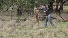 Muž chcel ochrániť svojho psa. Takýto úder klokan nečakal
