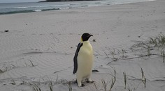 OBRAZOM: V Austrálii objavili prvého tučniaka. Z Antarktídy precestoval vyše 3000 kilometrov