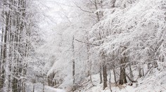 Na Slovensko sa valí kalamita. V niektorých regiónoch napadne 20 centimetrov snehu (MAPA)