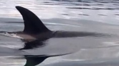 Najskôr obdivovali kosatky. Potom takmer pustili do gatí