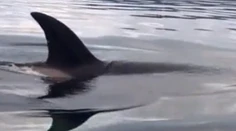 Najskôr obdivovali kosatky. Potom takmer pustili do gatí