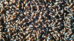 V atómovom bunkri objavili milión kanibalistických mravcov. Ich trápenie ukončili vedci